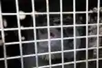 Pemindahan Lutung Jawa dari Patuha Ciwidey ke Malang
