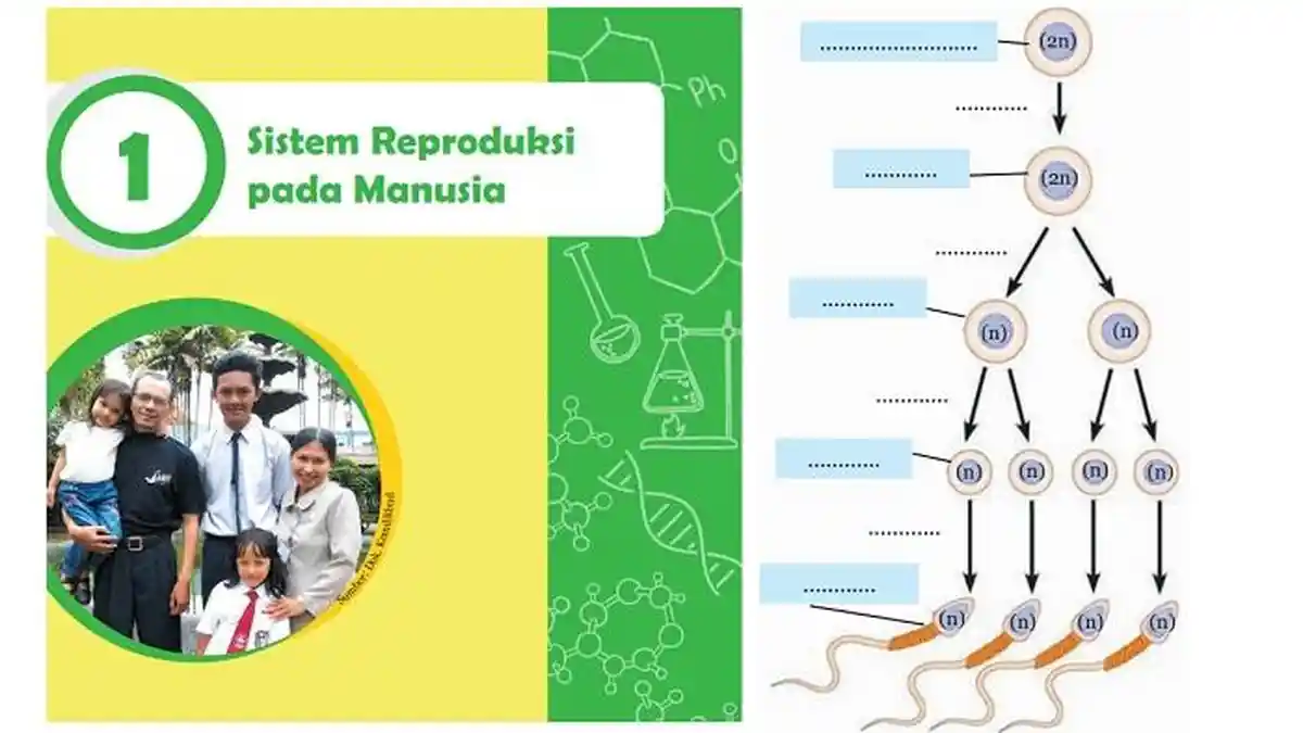 Kunci Jawaban IPA Kelas 9 Halaman 47, 48 dan 49: Skema Proses Spermatogenesis