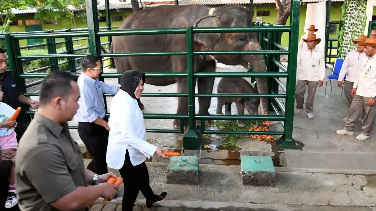Anak Gajah yang Diberi Nama Dumbo oleh Risma Ditemukan Mati di Kebun Binatang Surabaya