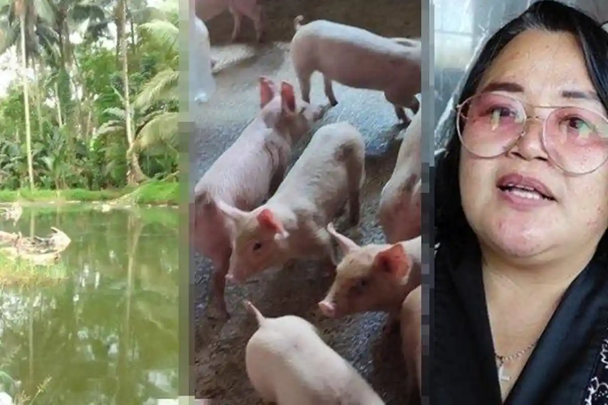 Fakta-fakta Penemuan Bangkai Babi di Matungkas Minut Sulawesi Utara