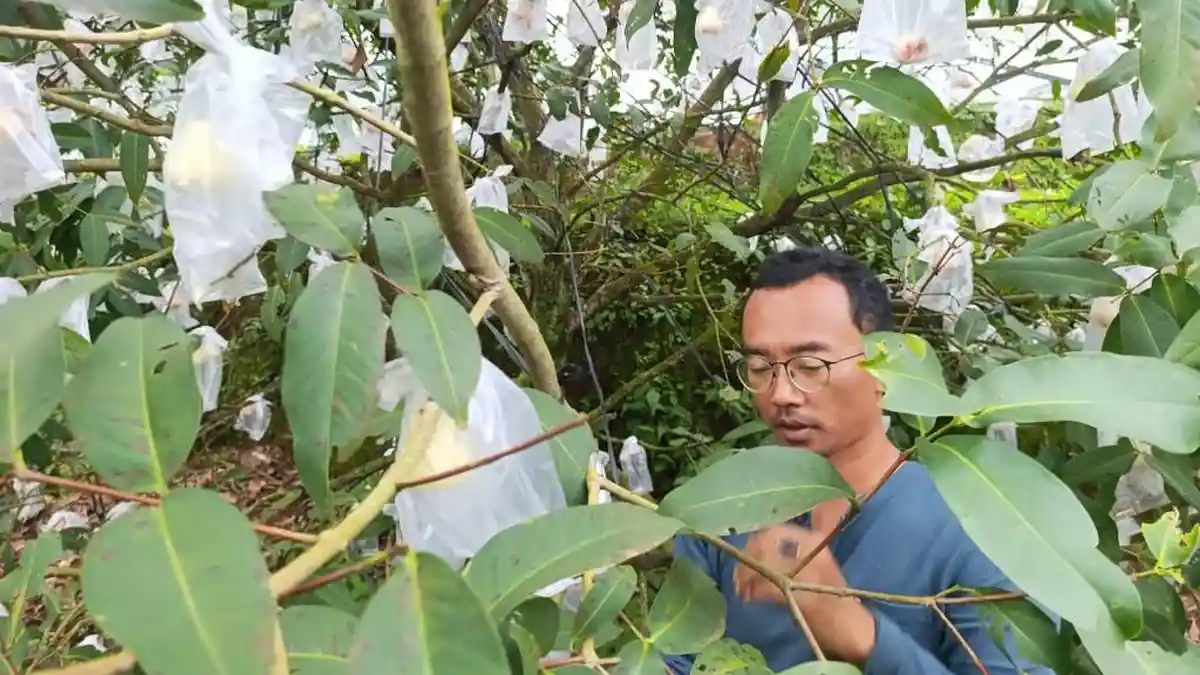 Jambu Madu Deli asal Jrahi Pati Makin Diminati Pecinta Buah