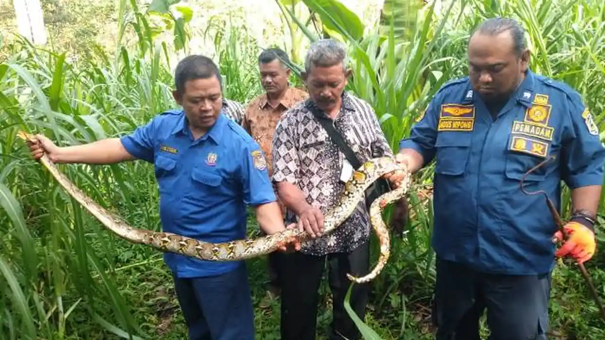 Damkar Karanganyar Eksekusi 10 Laporan Ular Selama Dua Bulan Terkahir