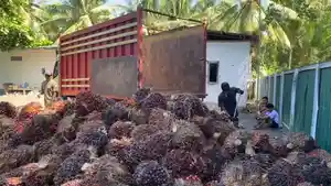 Truk-pengangkut-tandan-buah-segar-TBS-kelapa-sawit-terparkir.jpg
