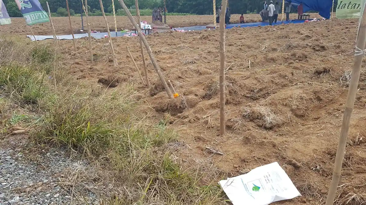 Kawasan Kebun Percontohan Ditanami Varitas Jagung Unggul