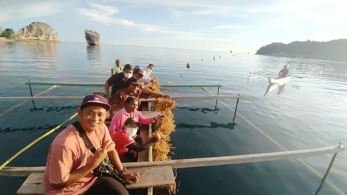 KKP Optimalisasi Potensi Indonesia Timur Lewat Budidaya Rumput Laut