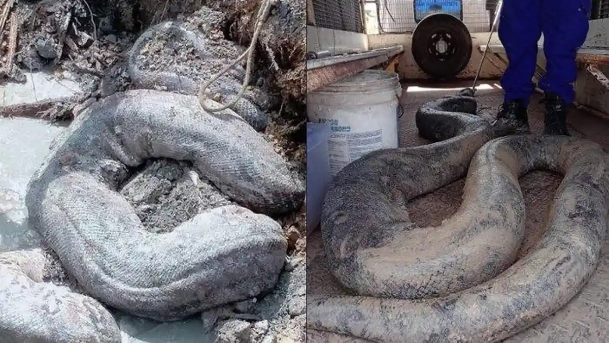 VIRAL, Pekerja Konstruksi Temukan 2 Ular Piton 250 Kg dan 100 Kg, Meringkuk di Gundukan Tanah