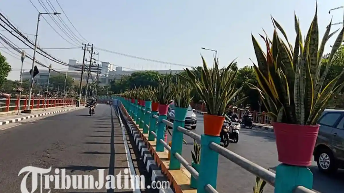 Ini Alasan Utama Sansevieria Ditanam di Sepanjang Jalan Protokol Surabaya