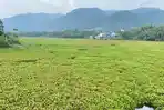 Rapatnya Eceng Gondok di Saguling Bandung Barat Penyebab Banyaknya Nyamuk, Terus Dibersihkan