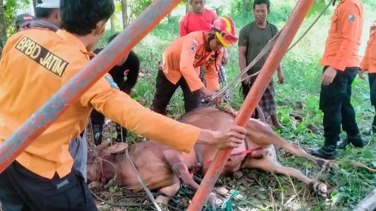 Sapi Terperosok ke dalam Sumur di Sampang Madura, Evakuasi Berjalan Dramatis Selama 3 Jam