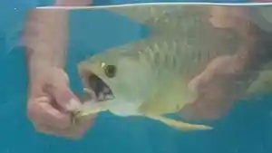 benda-aneh-yang-ada-di-dalam-mulut-ikan-arwana.jpg