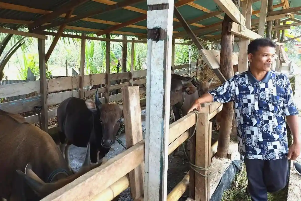 Jelang Idul Adha, Dinas Ketahanan Pangan dan Pertanian Kota Bengkulu Cek Hewan Kurban