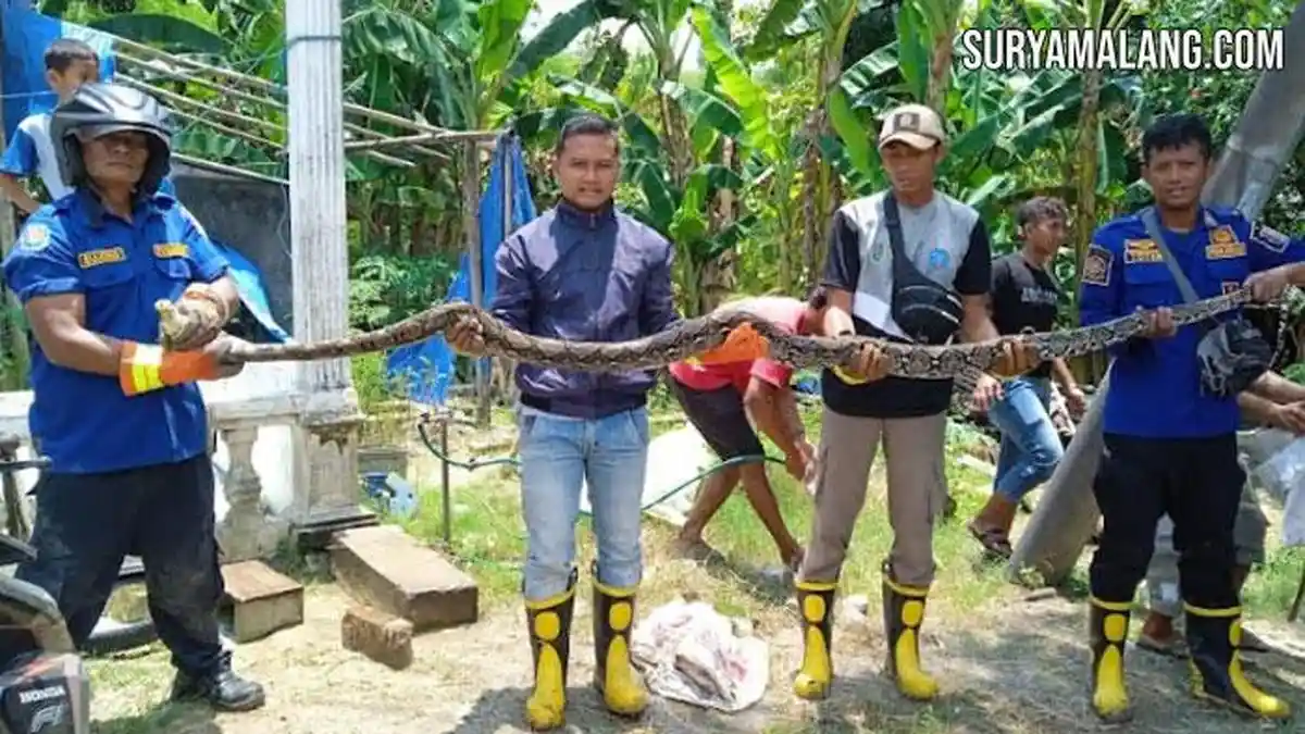 Ular Piton 3 Meter Berkeliaran di Desa Suciharjo Kecamatan Parengan, Tuban