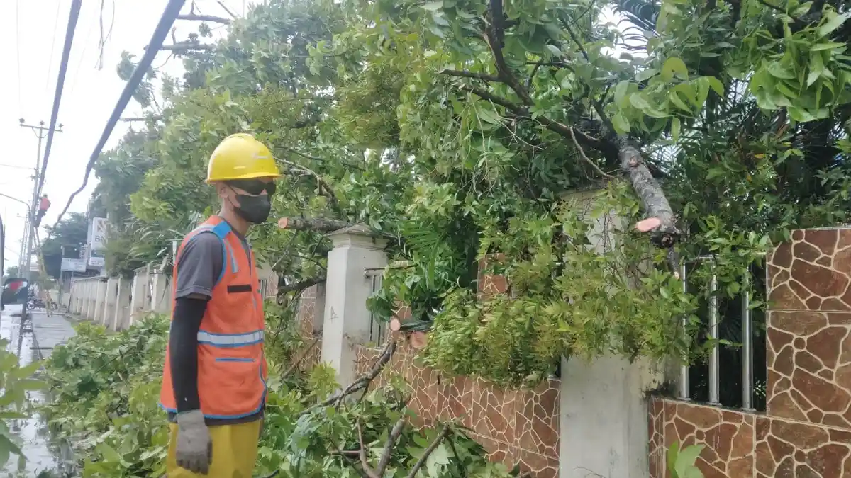 Pohon Setinggi 10 Meter Tumbang hingga Timpa Kabel Listrik dan Pagar Kampus Gorontalo