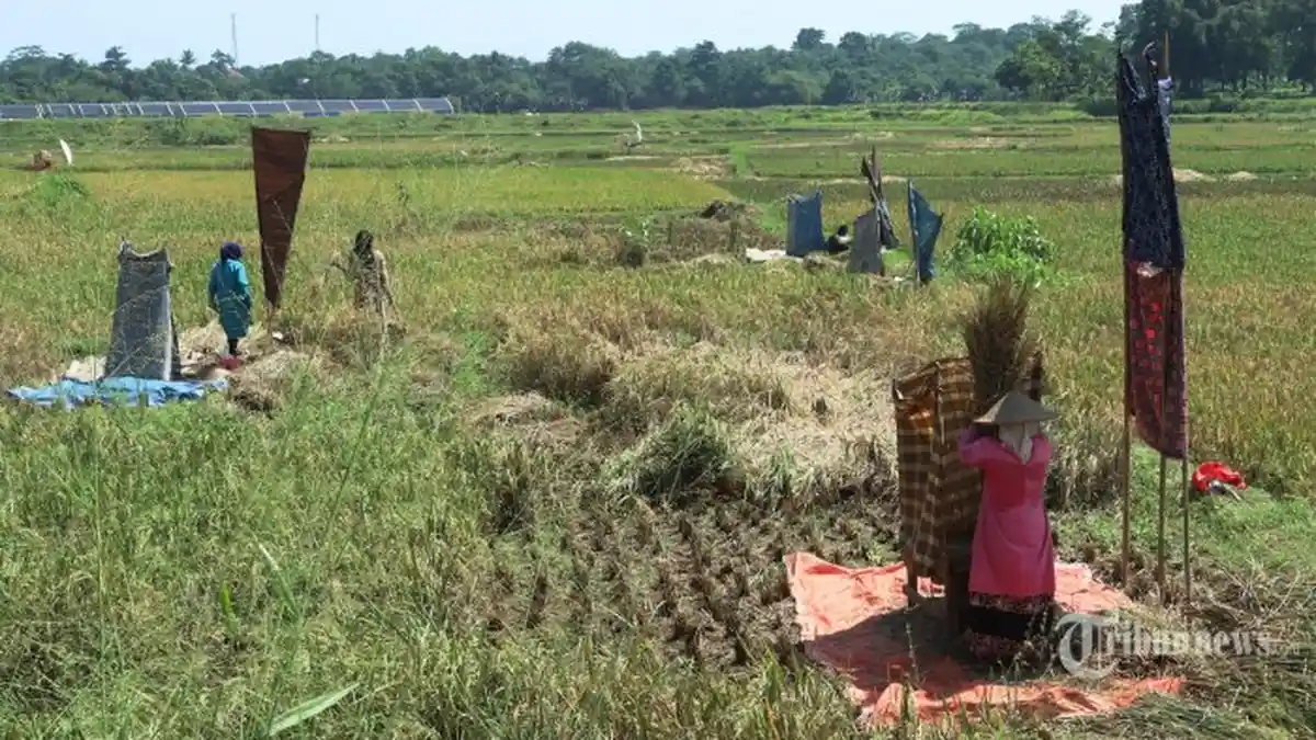 Gabah Kualitas GKP Banyak Diborong Keluar Bali, Dibeli Hingga Rp 7000 Per Kilogram