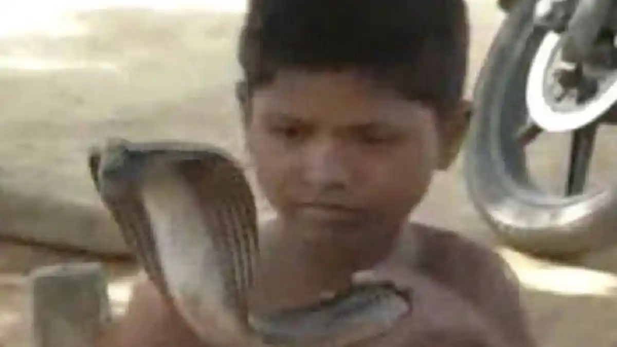 Bocah 7 Tahun Ini Pilih Ular Kobra Sebagai Temannya Bermain