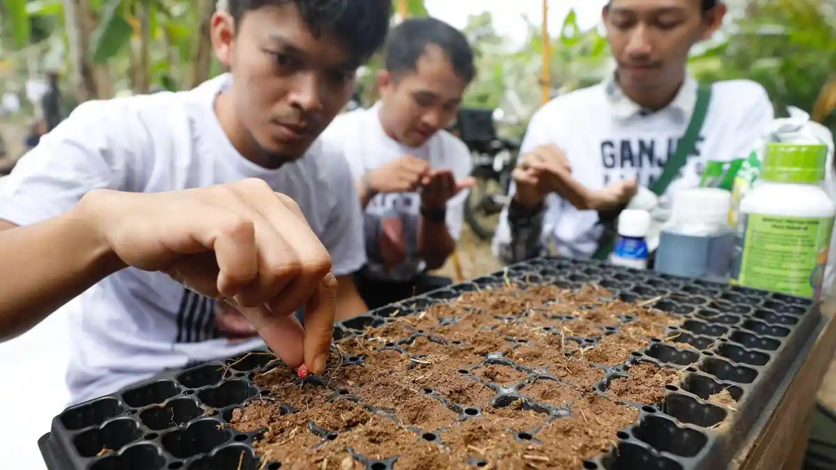 Begini Cara Pemuda di Ciamis Tingkatkan Hasil Budidaya Semangka