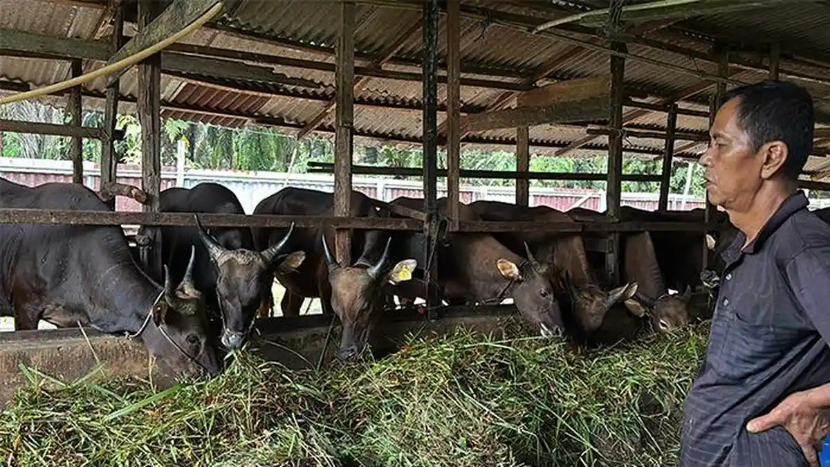 Peternak Kurban di Pekanbaru Klaim Sapi Mereka Aman dari PMK