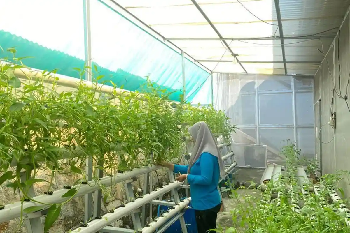 Dinas Pertanian Dorong Petani Hidroponik, Berikan Bantuan Benih dan Sarana Produksi