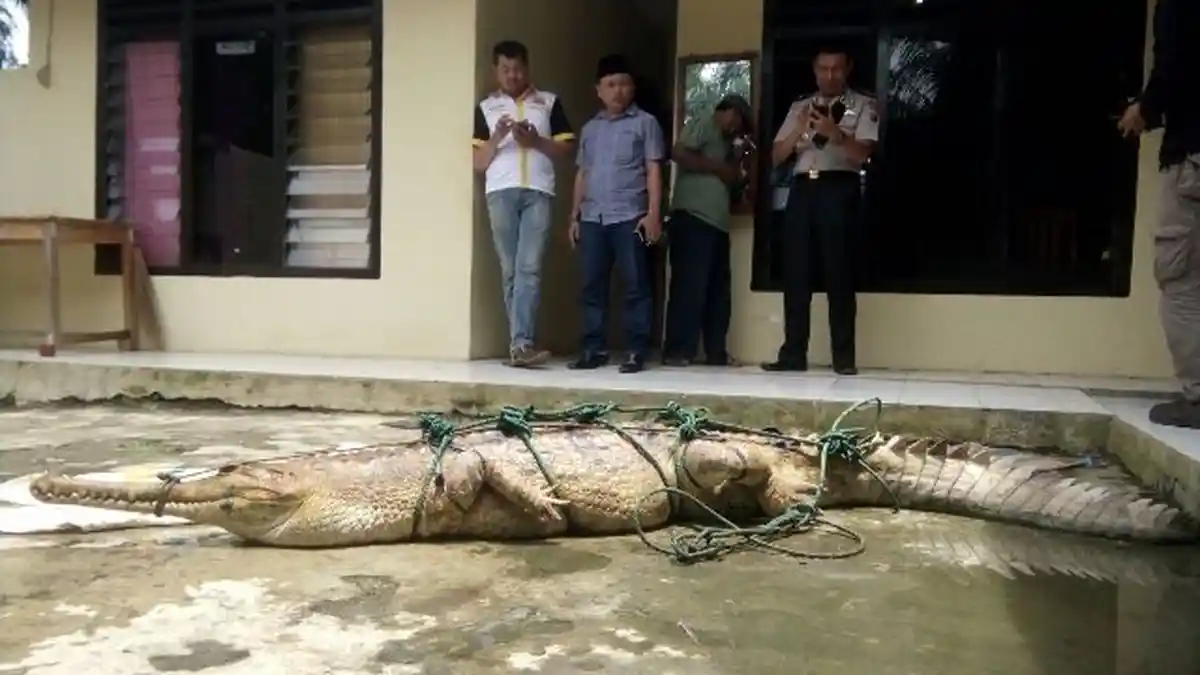 Heboh Buaya Muncul di Desa Seribandung Ogan Ilir, Ada Buaya Lepas dari Penangkaran