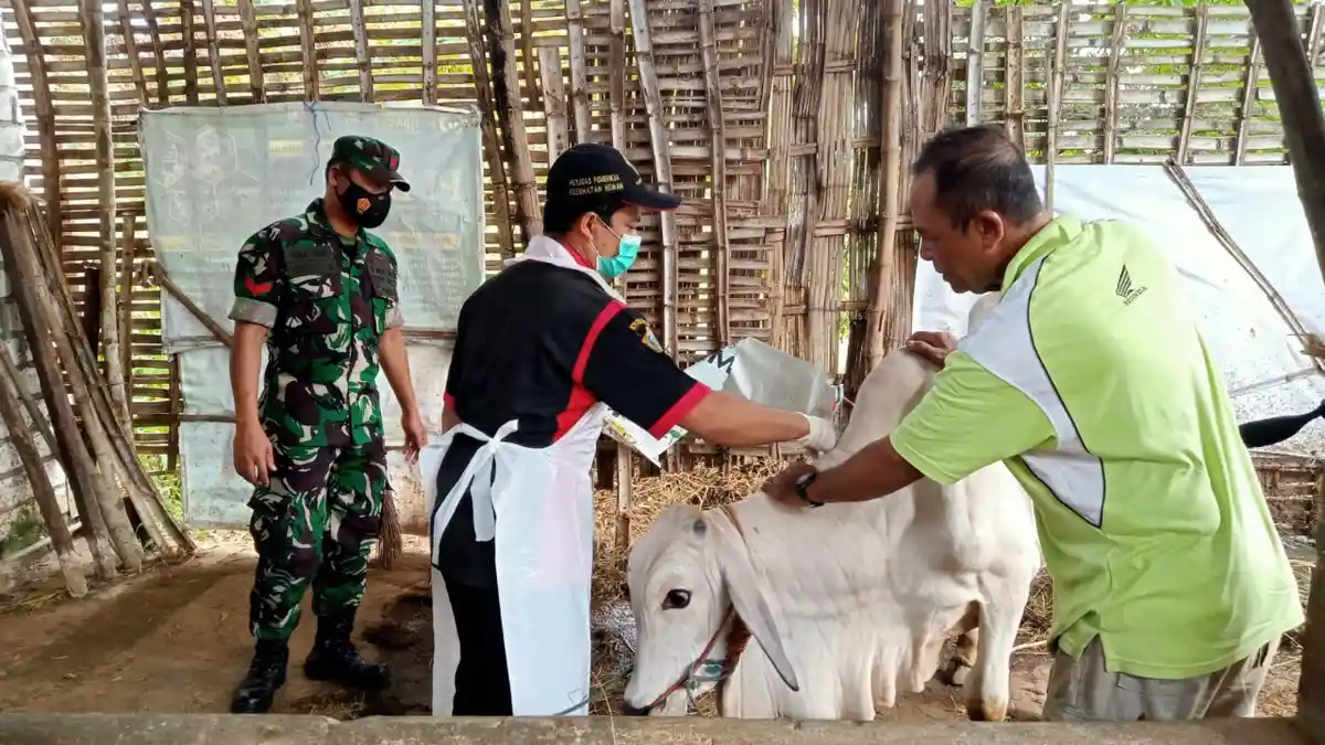 Antisipasi Penyebaran Penyakit PMK, Babinsa Dikerahkan Pantau Vaksin Hewan Ternak di Gresik