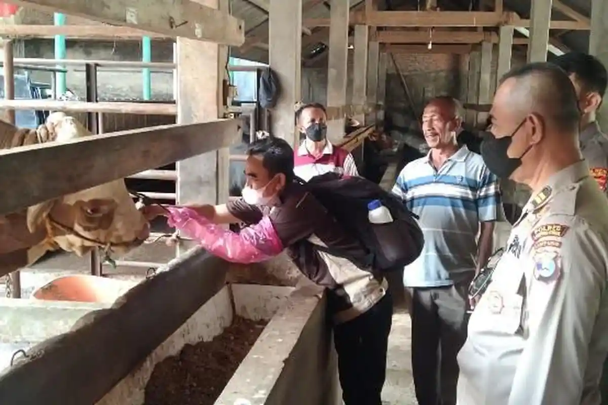 Satgas Pengendalian PMK Akan Bentuk Check Point Lalu Lintas Ternak di Bakauheni