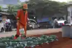 Merawat Tanaman Sayur di Kolong Tol Becakayu