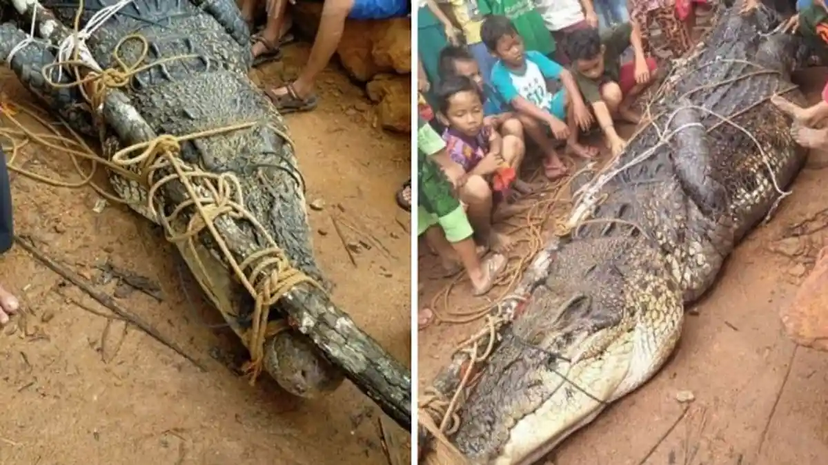 Buaya Sepanjang 5 Meter Ditaklukkan Pakai Pancingan, Nasibnya Kini Jadi Tontonan Warga