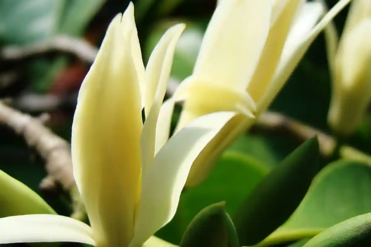 Walaupun Sering Dianggap Mistis, Bunga Kantil Ternyata Banyak Khasiat Bagi Kesehatan