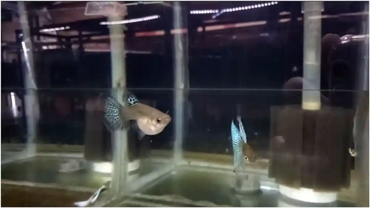 Cara Mudah Merawat Ikan Guppy, Tak Harus di Akuarium