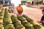 Pedagang-saat-mengemas-sayur-sawi-putih-di-Pasar-Sayur-Kota-Batu.jpg