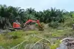 Kejari Belitung Saksikan Pencabutan Sawit di Hutan Lindung Tanjung Rusa