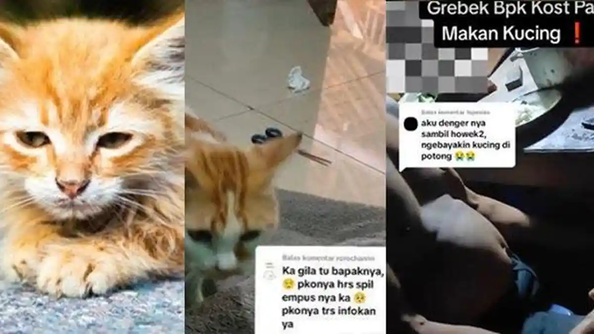 Aksi Bejat Bapak Kos Semarang Makan Belasan Kucing Oren, Dibunuh di Jalan Lalu Dikubur dan Dimasak
