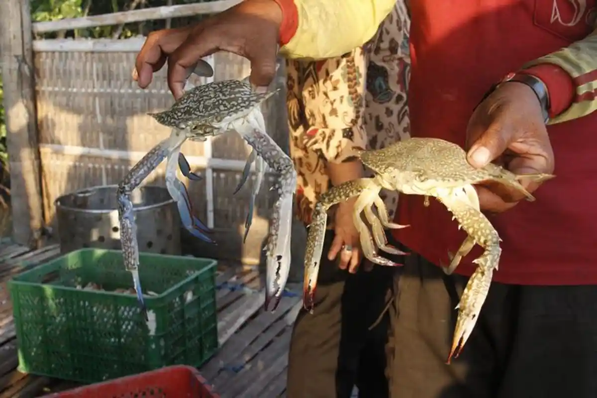 Target Nilai Ekspor Rajungan Tahun 2020 Lampaui Rp 5,3 Triliun