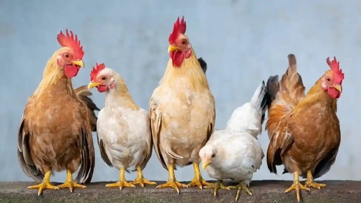 13 ARTI MIMPI Ayam Menurut Primbon Jawa, Ada Hal Positif Maupun Negatif