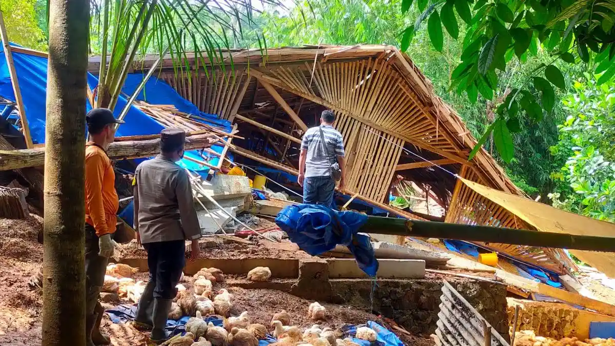 1500 Ekor Ayam Mati Tertimpa Longsor di Kesugihan Cilacap