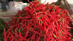 harga-cabai-merah-keriting-turun-pasca-iduladha.jpg