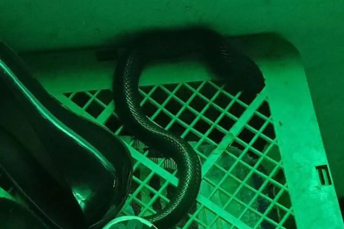 Ular Kobra Pesta Makan Nasi Secara Bergantian, Makan Jatah Buat Anjing Liar, Ahli Reptil Tercengang