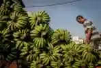 Pisang Barangan Hasil Perkebunan Laweueng