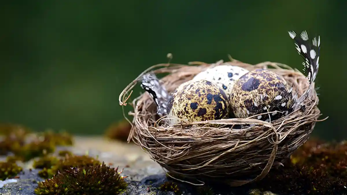 ARTI Mimpi Burung Puyuh, Pertanda Tidak Yakin dengan Diri Sendiri hingga Menghadapi Masalah Berat