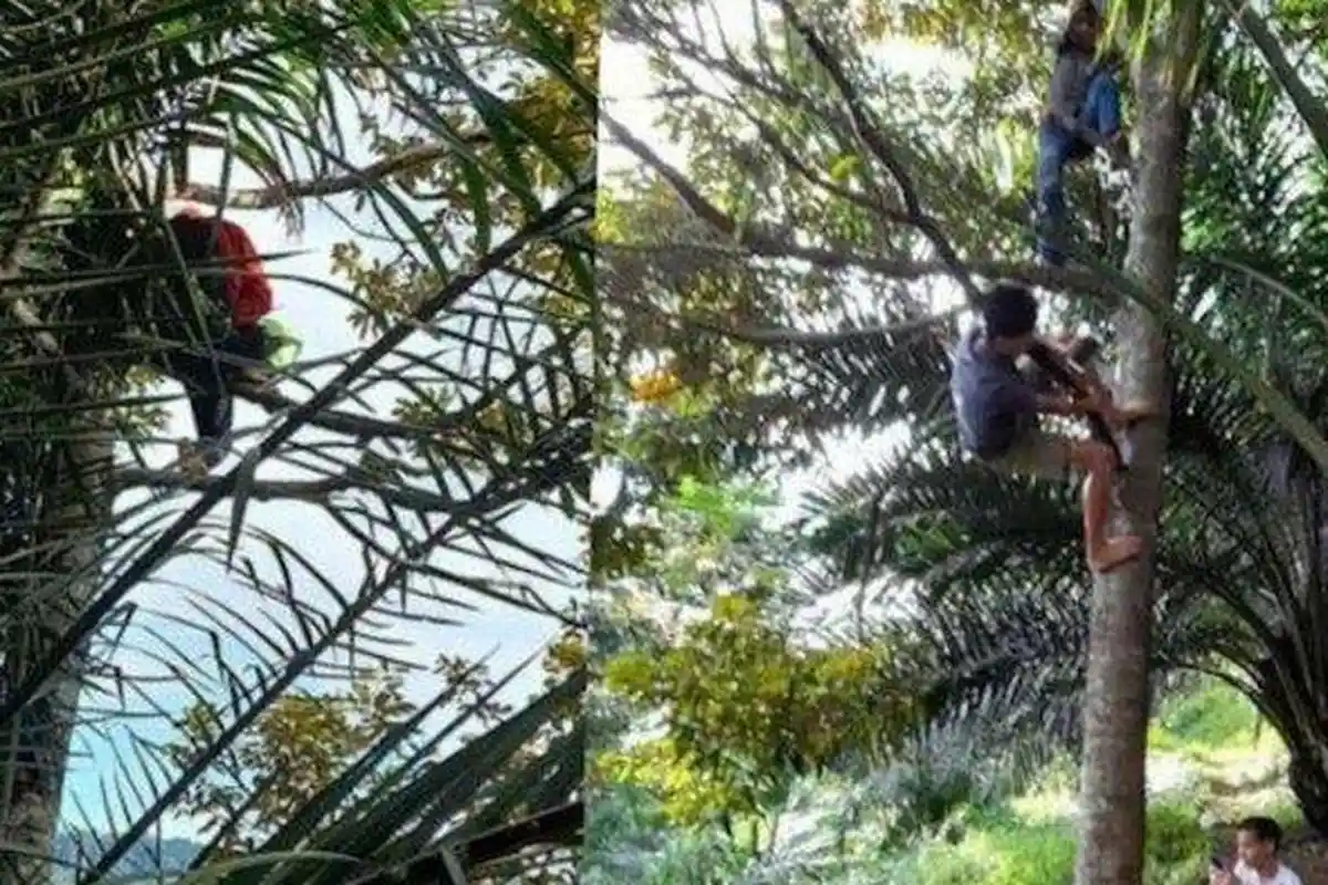 LAPOR Mas Menteri Nadiem! Siswa di Daerah Ini Berjuang Belajar Online:Panjat Pohon demi Dapat Sinyal