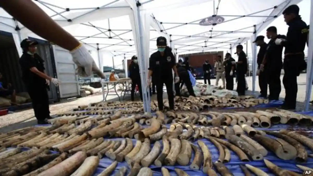 Thailand Sita 3 Ton Gading Gajah Selundupan Asal Kenya