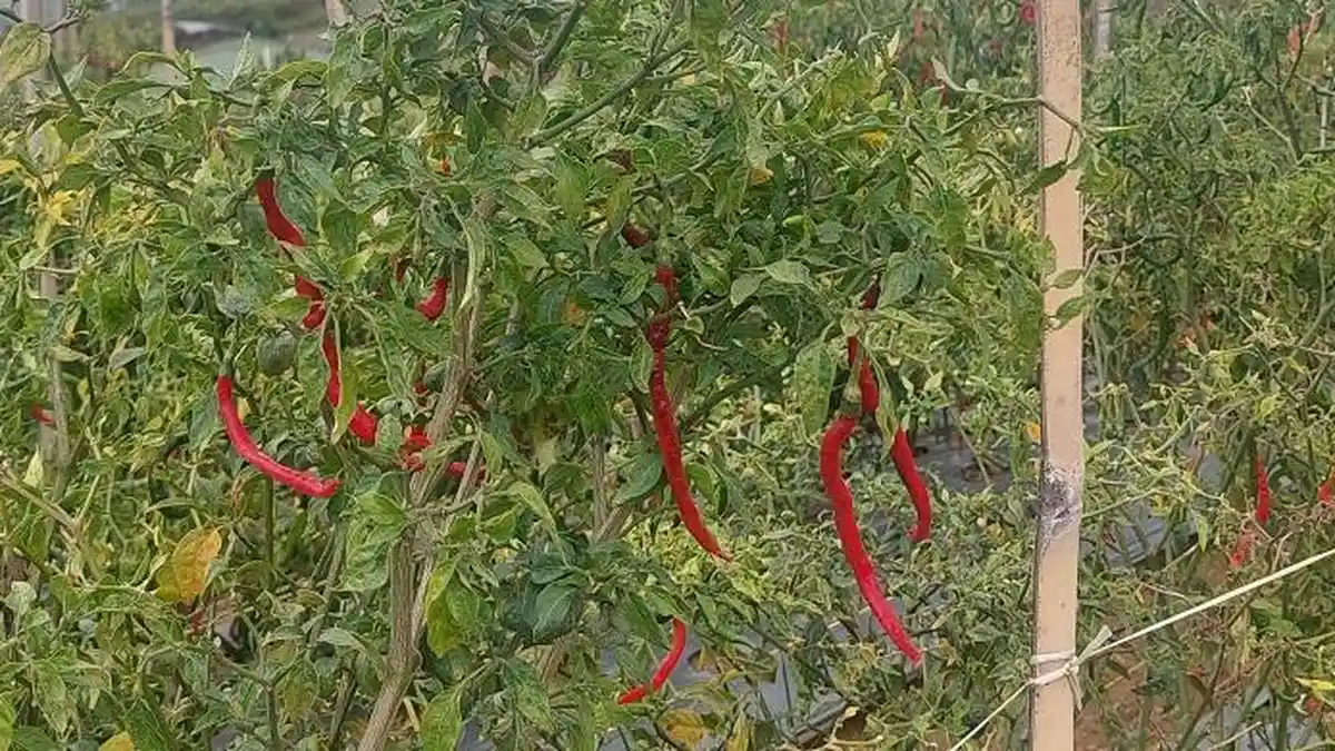 Harga Cabai Merah Alahan Panjang Solok Melonjak, Capai Rp41 Ribu per Kilogram