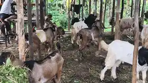 Penjualan-hewan-kurban-bermunculan-di-Bandar-Lampung-jelang-Idul-Adha.jpg