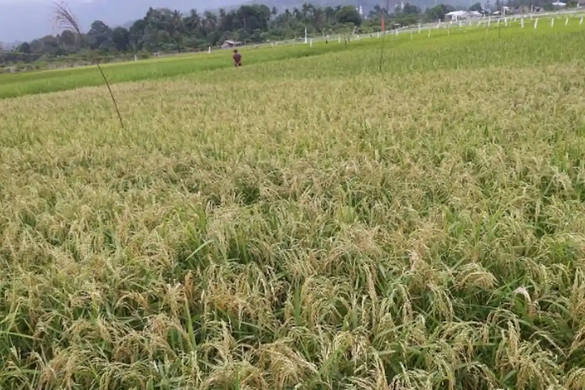 Burung Pipit Serang Padi di Abdya, Petani Bertahan di Sawah dari Pagi Sampai Sore