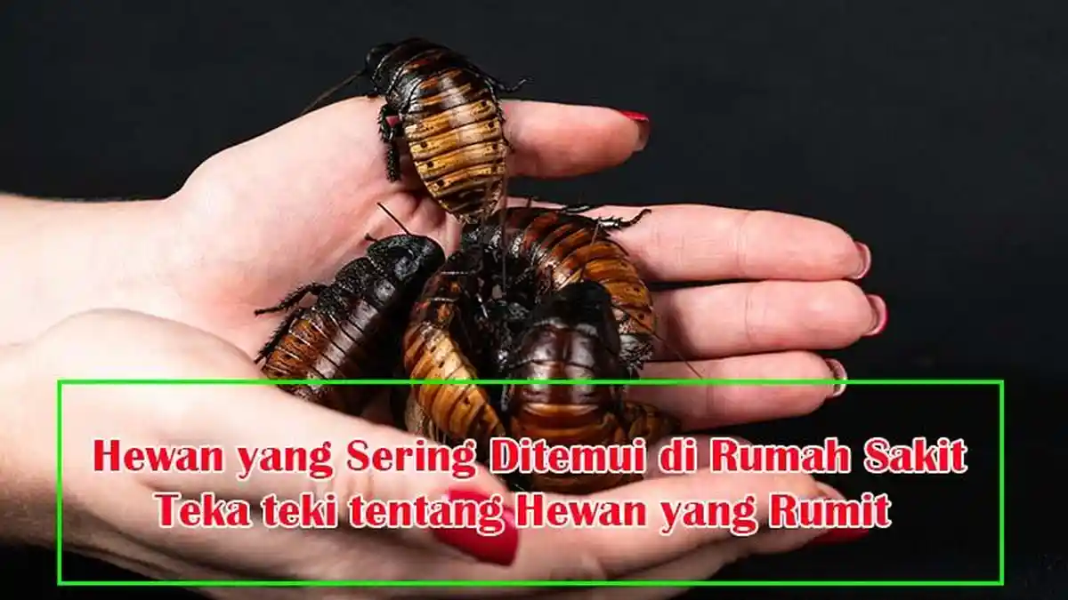 Jawaban Hewan yang Sering Ditemui di Rumah Sakit , Teka teki tentang Hewan yang Sulit