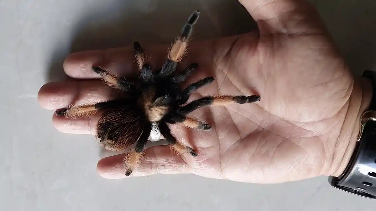 Tarantula Betina Bisa Menghasilkan 50 hingga 2 Ribu Telur, Begini Prosesnya
