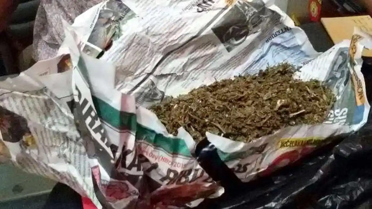 Polisi Gagalkan Penyelundupan Ganja 1 Ton Asal Aceh
