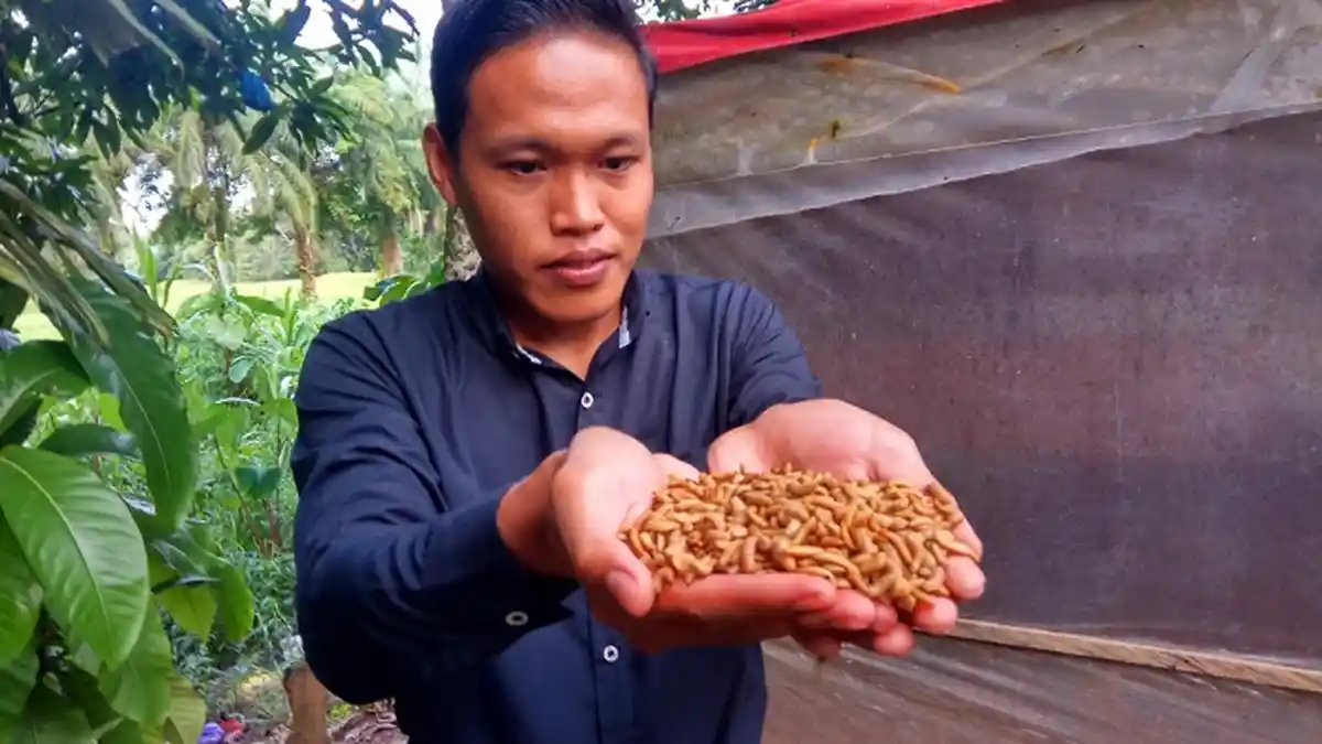 Belajar Otodidak di Internet, 4 Pemuda di Tabalong Ini Sukses Budidaya Ulat Maggot