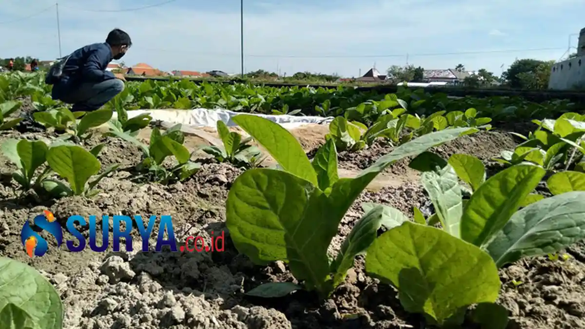 Harga Jual Tembakau Anjlok, Petani di Bondowoso Menjerit