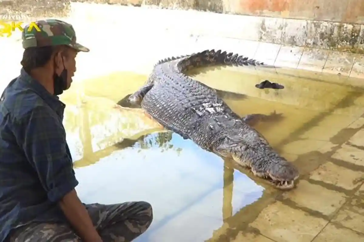 Buaya Riska di Tabang Zoo Kukar Tak Lagi Mogok Makan, Bagaimana Rencana Kembali ke Bontang?